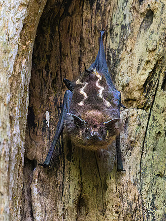 Greater Sac-winged Bat