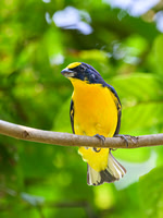 Yellow-throated Euphonia (male)