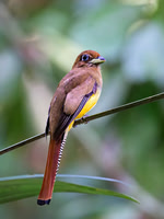 Graceful Black-throated Trogon (female)