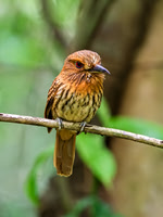 White-whiskered Puffbird