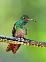 Rufous-tailed Hummingbird