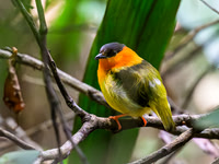 Orange-collared Manakin (male)