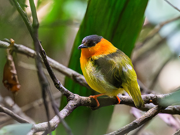 Orange-collared Manakin (male)