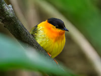 Orange-collared Manakin (male)