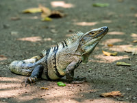 Black Spiny-tailed Iguana