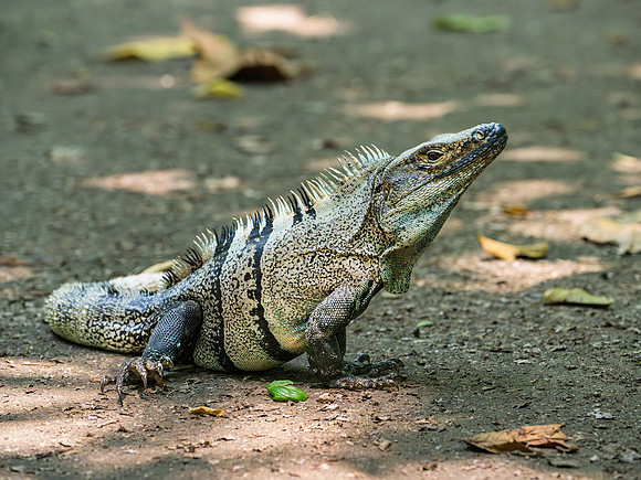 Black Spiny-tailed Iguana