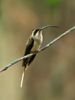 Long-billed Hermit
