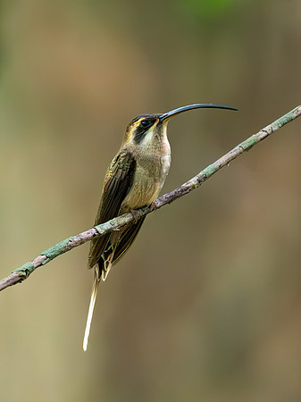 Long-billed Hermit