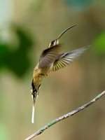 Long-billed Hermit