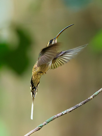 Long-billed Hermit