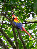 Scarlet Macaw