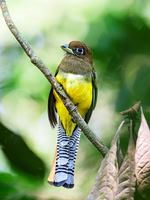 Graceful Black-throated Trogon (female)