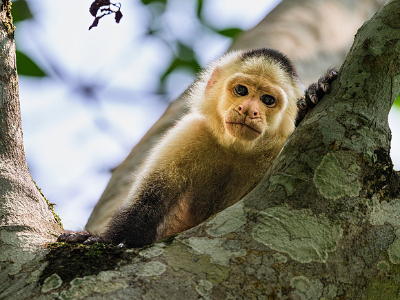 White-faced Capuchin