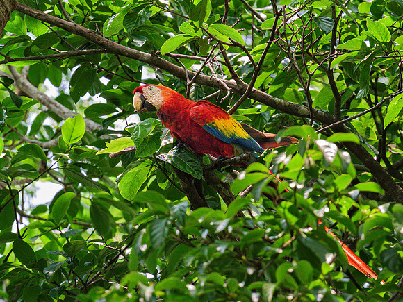 Scarlet Macaw