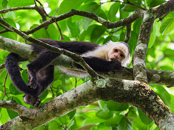 White-faced Capuchin