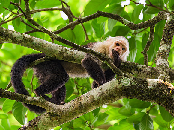 White-faced Capuchin
