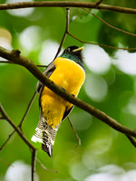 Graceful Black-throated Trogon (male)