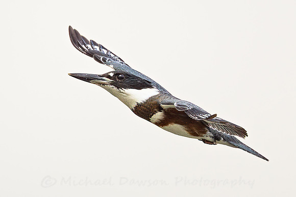 Belted Kingfisher
