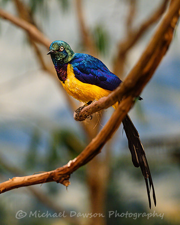 Golden-breasted Starling