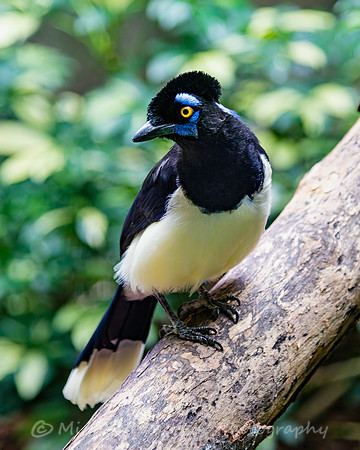 Plush-crested Jay