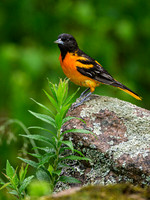 Baltimore Oriole (male)