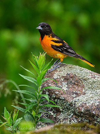 Baltimore Oriole (male)