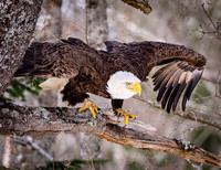 Bald Eagle