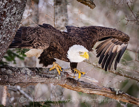 Bald Eagle