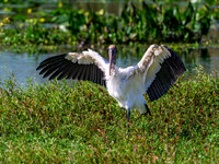 Wood Stork