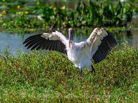 Wood Stork