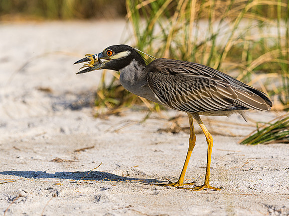 Yellow-crowned Night Heron