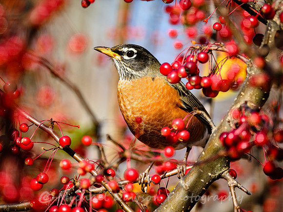 American Robin