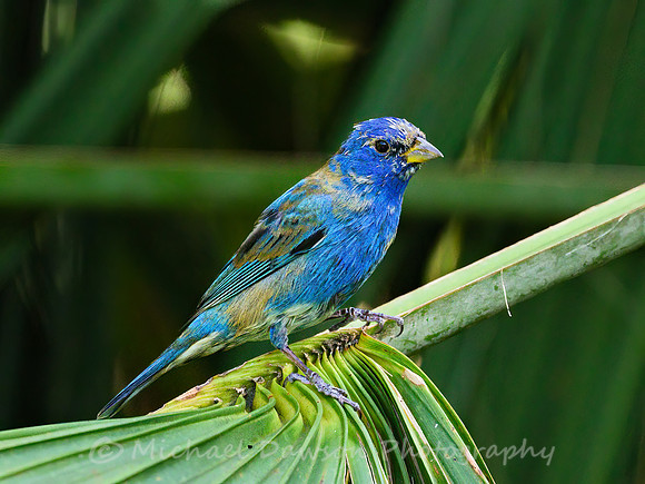 Indigo Bunting (male)