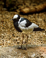 Blacksmith Lapwing