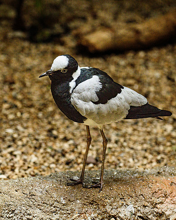 Blacksmith Lapwing