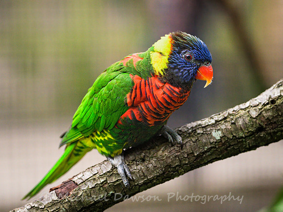 Rainbow Lorikeet
