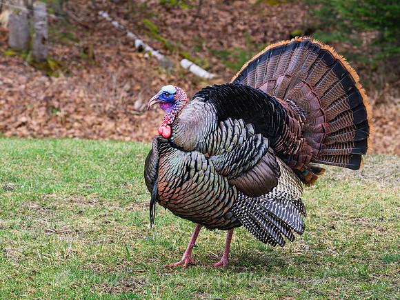 Wild Turkey (male)