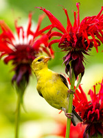 American Goldfinch