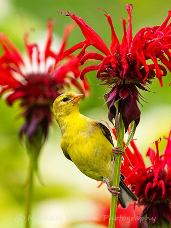 American Goldfinch