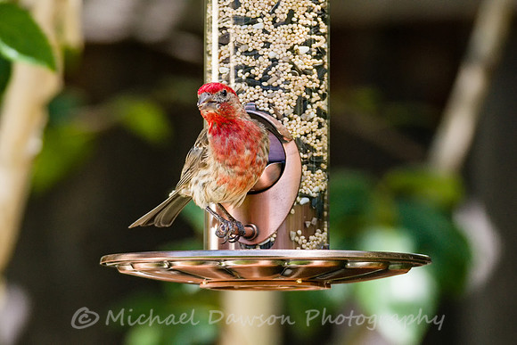House Finch (male)