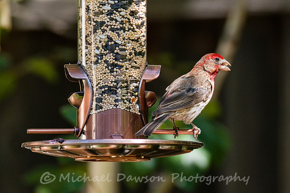 House Finch (male)