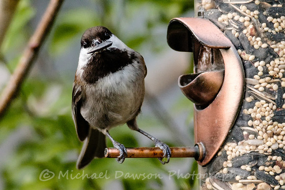 Chestnut-backed Chickadee