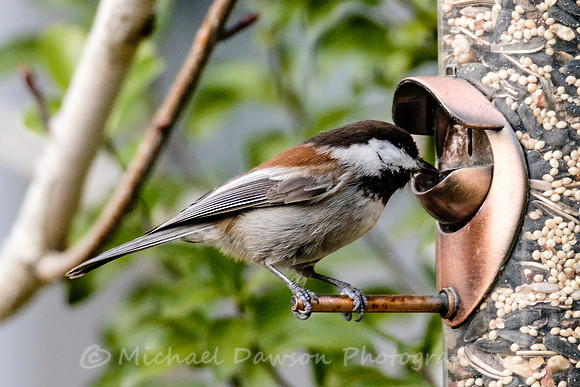 Chestnut-backed Chickadee