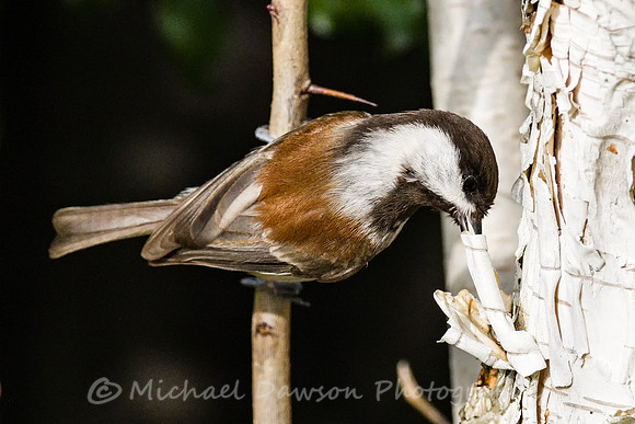 Chestnut-backed Chickadee