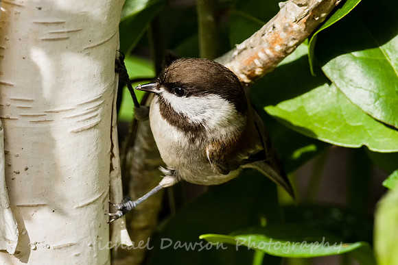 Chestnut-backed Chickadee