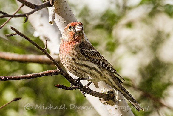 House Finch (male)