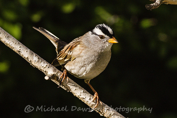 White-crowned Sparrow (adult)