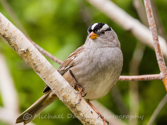 White-crowned Sparrow (adult)