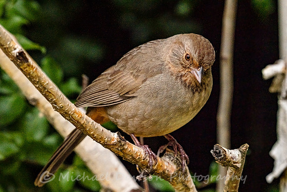 California Towhee