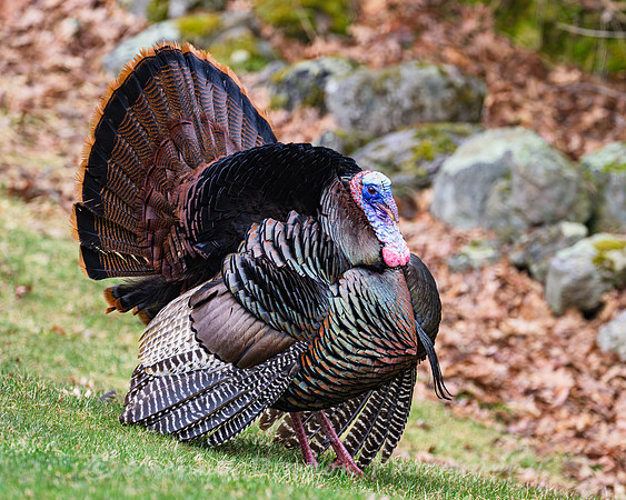 Wild Turkey (male)